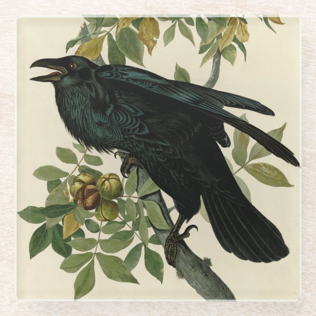 Audubon Raven Bird Classic Artwork Glass Coaster (Front)