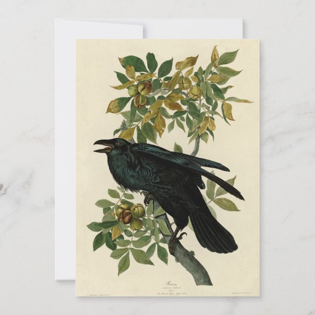 Audubon Raven Bird Classic Artwork Invitation (Back)