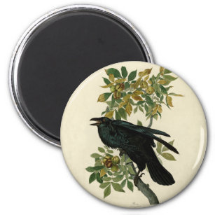 Audubon Raven Bird Classic Artwork Magnet