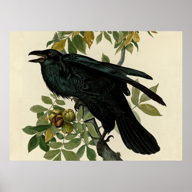 Audubon Raven Bird Classic Artwork Poster (Front)