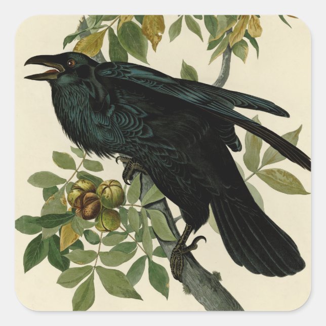 Audubon Raven Bird Classic Artwork Square Sticker (Front)