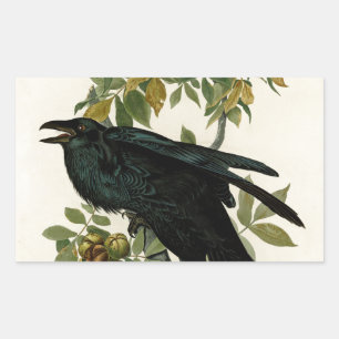 Audubon Raven Bird Classic Artwork Sticker