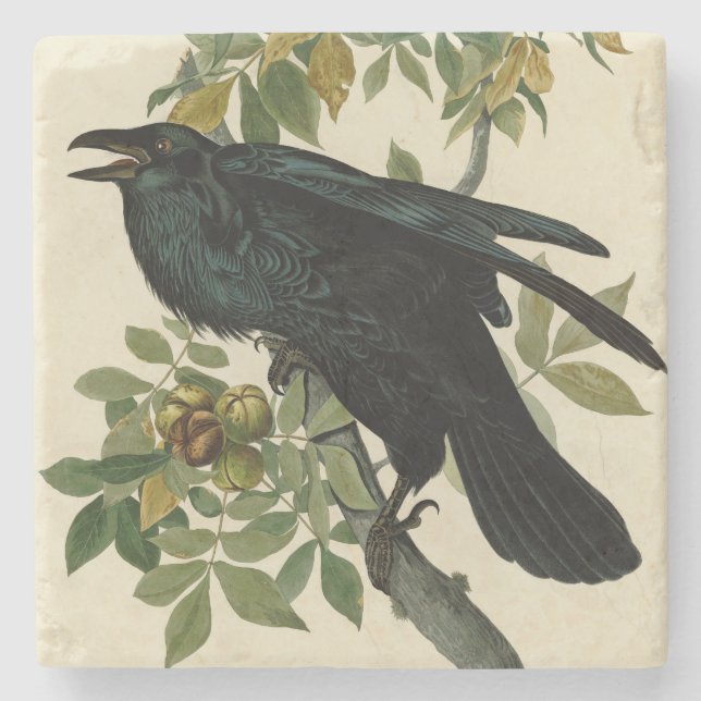 Audubon Raven Bird Classic Artwork Stone Coaster (Front)