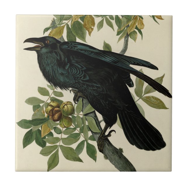 Audubon Raven Bird Classic Artwork Tile (Front)