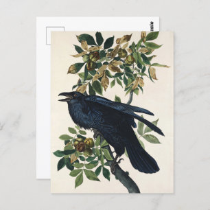 Audubon Raven Bird Classic Painting Postcard