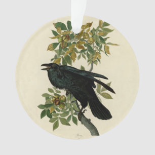 Audubon Raven Oiseau classique
