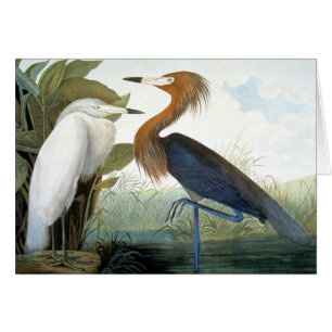 Audubon: Reddish Egret Or Purple Heron