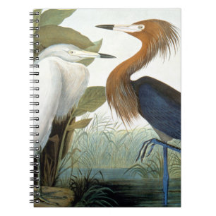 Audubon: Reddish Egret Or Purple Heron Notebook