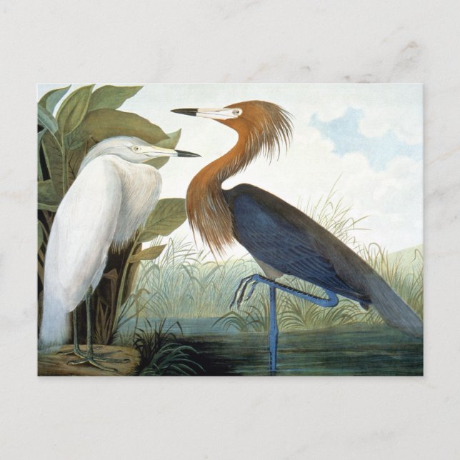 Audubon: Reddish Egret Or Purple Heron Postcard (Front)