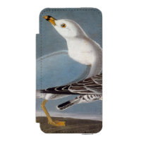 Audubon: Ring-Billed Gull