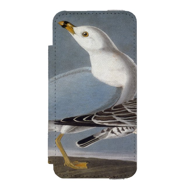 Audubon: Ring-Billed Gull Incipio iPhone Wallet Case (Folio Front)