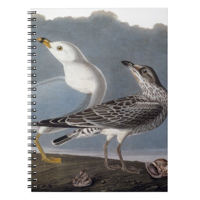 Audubon: Ring-Billed Gull Notebook (Front)