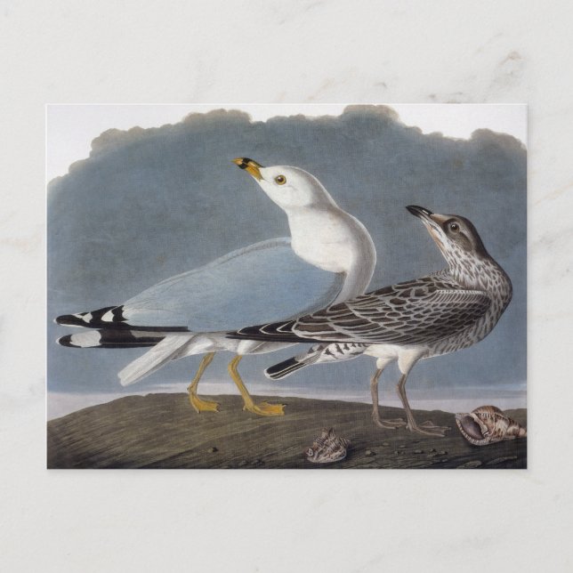 Audubon: Ring-Billed Gull Postcard (Front)