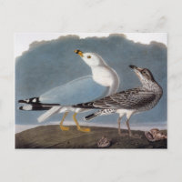 Audubon: Ring-Billed Gull