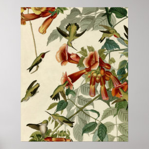 Audubon Ruby Throated Hummingbirds Poster