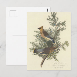 Audubon’s Cedar Waxwing Bird Painting Postcard