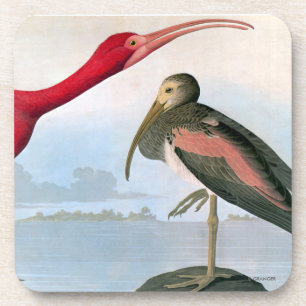 Audubon: Scarlet Ibis Coaster