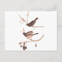 Audubon Snow Birds