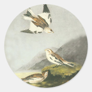 Audubon Snow Bunting Bird Art Stickers