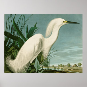 Audubon Snowy Heron White Egret Bird Birding Poster