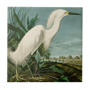 Audubon Snowy Heron White Egret Bird Birding Tile