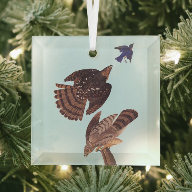 Audubon Stanley's Hawk Hunting a Blue Bird Glass Ornament (Insitu)