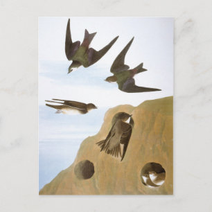Audubon: Swallows Postcard