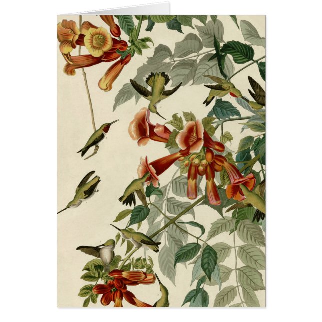 Audubon Throsé de colibri (Devant)