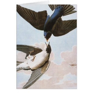 Audubon: Tree Swallow