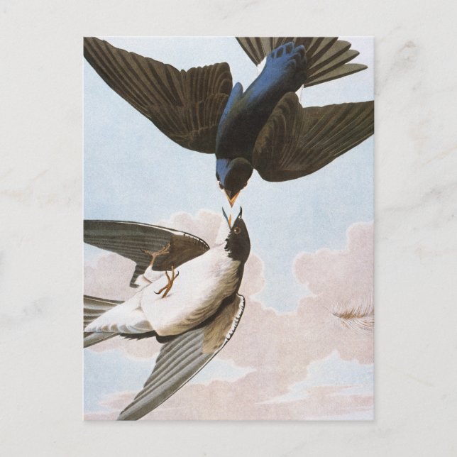 Audubon: Tree Swallow Postcard (Front)