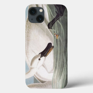 Audubon: Trumpeter Swan iPhone 13 Case