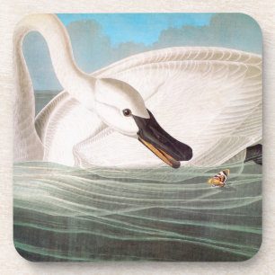Audubon: Trumpeter Swan Coaster