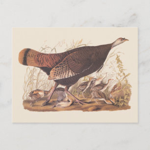 Audubon Turkey Hen and Chicks in Autumn Postcard