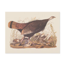Audubon Turkey Hen and Chicks in Autumn