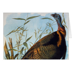Audubon : Turquie sauvage