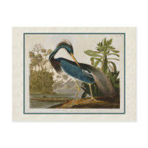 Audubon Vintage Louisiana Blue Heron