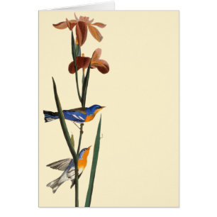 Audubon: Warbler