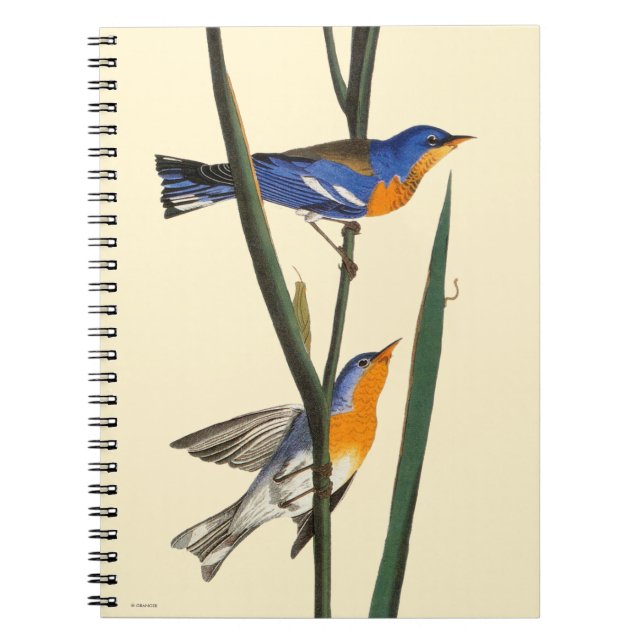Audubon: Warbler Notebook (Front)