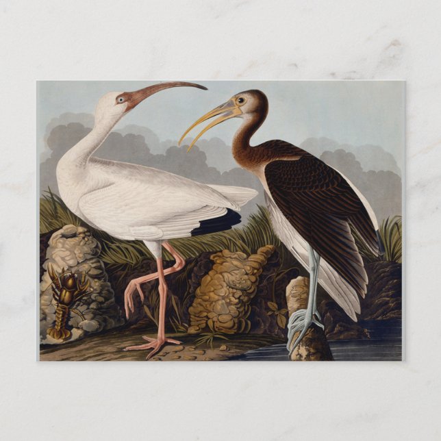 Audubon White Ibis Bird Wildlife Postcard (Front)