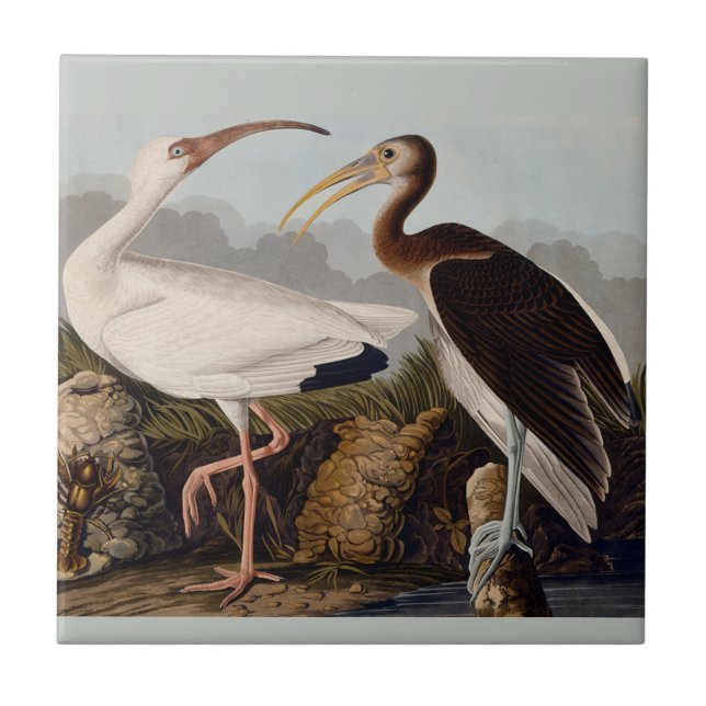 Audubon White Ibis Bird Wildlife Tile (Front)