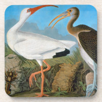 Audubon: White Ibis