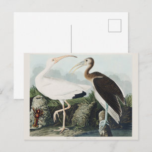 Audubon White lbis Bird Wildlife Painting Postcard