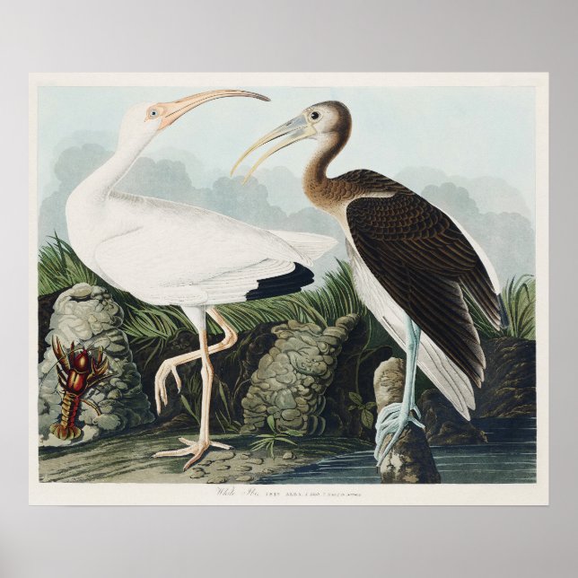 Audubon White lbis Bird Wildlife Painting Poster (Front)
