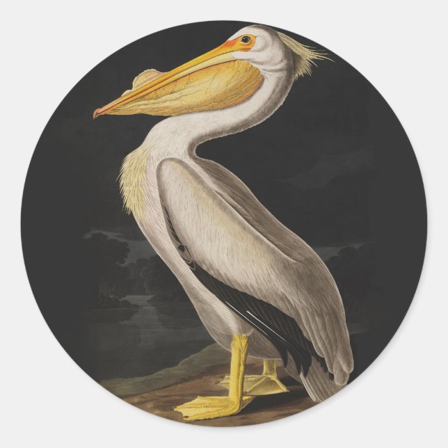 Audubon White Pelican Bird America Classic Round Sticker (Front)