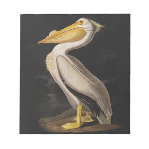 Audubon White Pelican Bird Vintage Print Notepad