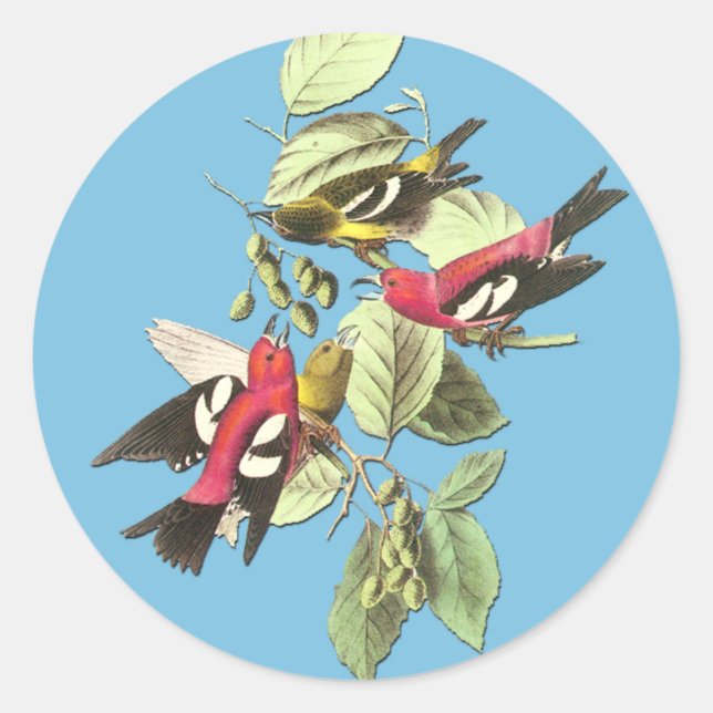 Audubon White-Winged Crossbill Bird Art Stickers (Front)