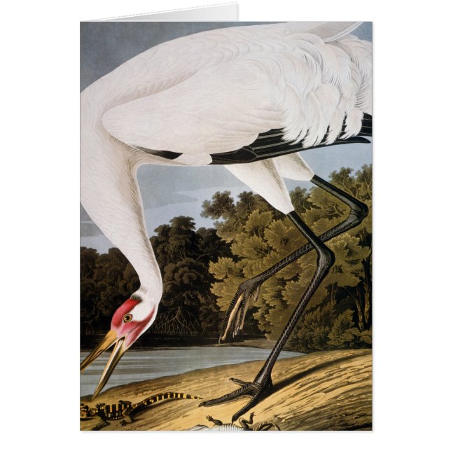 Audubon: Whooping Crane (Front)