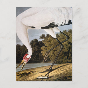 Audubon: Whooping Crane Postcard