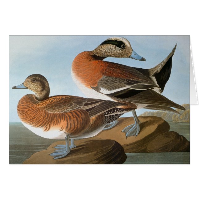 Audubon: Wigeon (Front Horizontal)