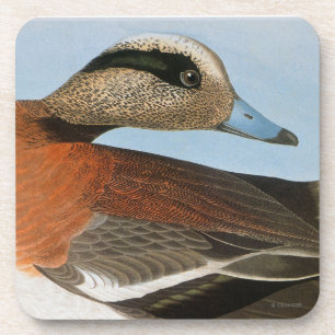 Audubon: Wigeon Coaster